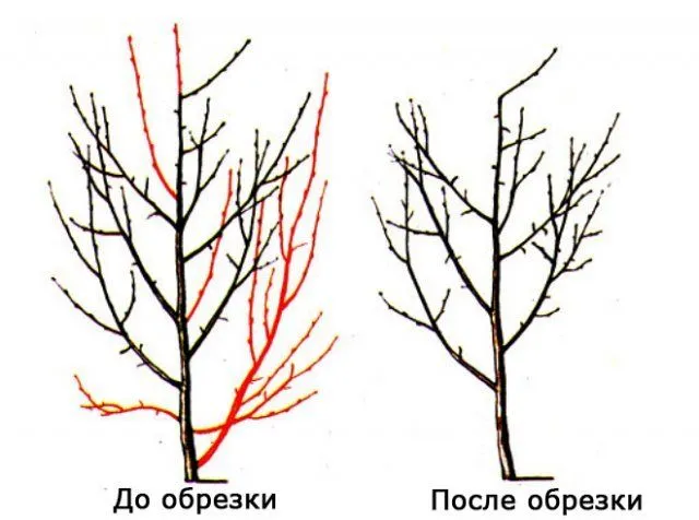 Схема обрезки сливы