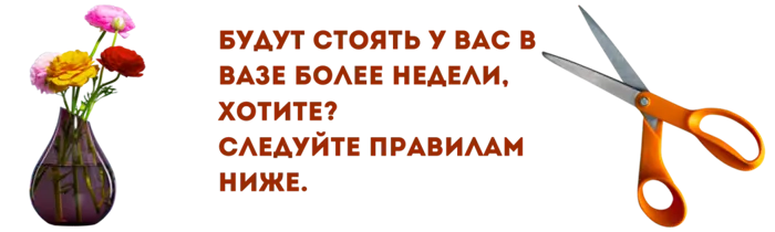 история (1100 x 500 пикс.) (1100 x 200 пикс.).png