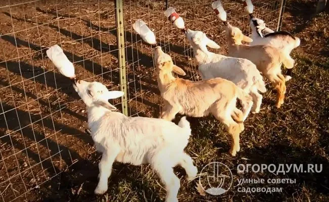 Малышей не держат под маткой, а выкармливают молоком искусственно