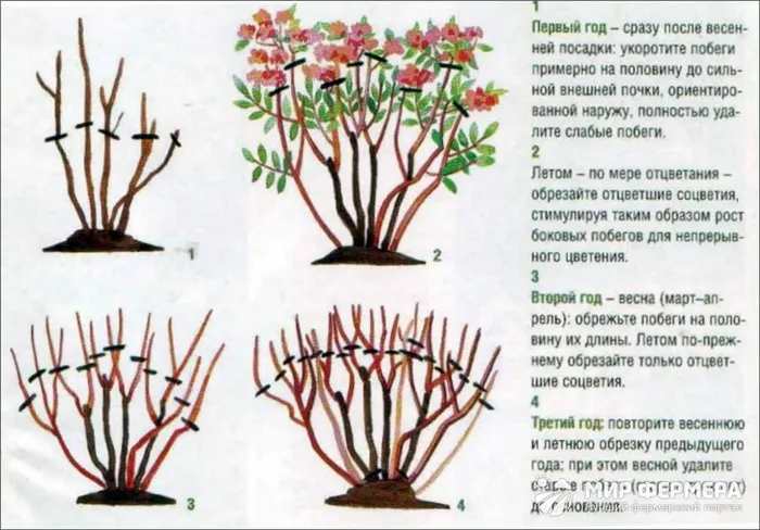 Ежегодная обрезка сирени