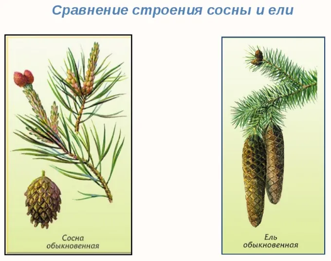 Чем отличается ель от сосны 8