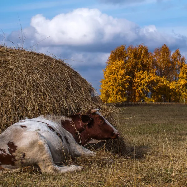 Крупный рогатый скот это какие животные 3