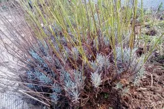 Лаванда узколистная (Lavandula angustifolia) до обрезки