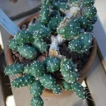 Опунция ломкая (Opuntia fragilis)