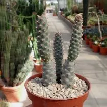 Опунция членистая (Opuntia articulatus)