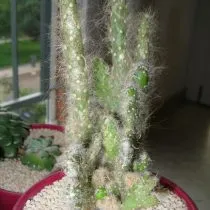 Опунция одетая (Opuntia vestita)