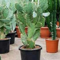 Опунция Бергера (Opuntia bergeriana)