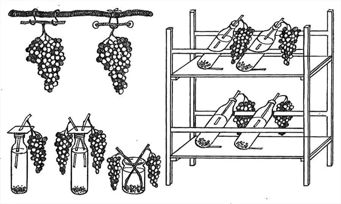 Способы хранения свежего винограда.