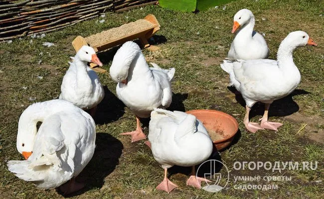 Откормом гусиного поголовья занимаются не только фермеры и деревенские жители, но и дачники в течение теплого сезона