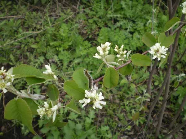 Serviceberry