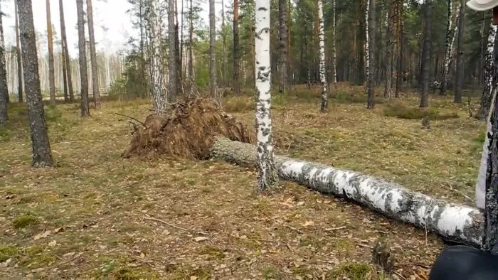 Как получить ведро дегтя практически без затрат