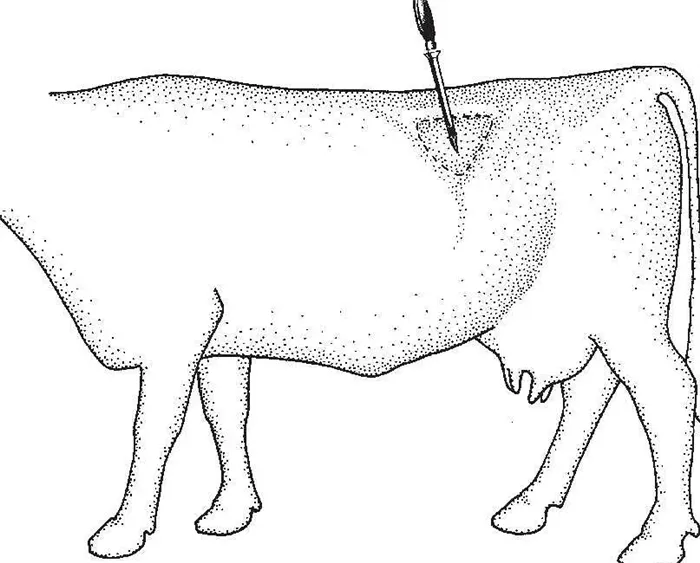 Зачем коровам делают дырки в боку 3