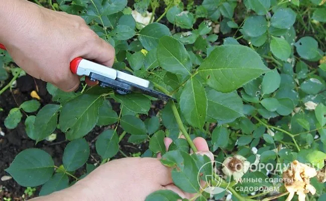 Черенкование проводят в течение всего сезона, срезая зеленые, полуодревесневшие или уже одревесневшие побеги текущего года