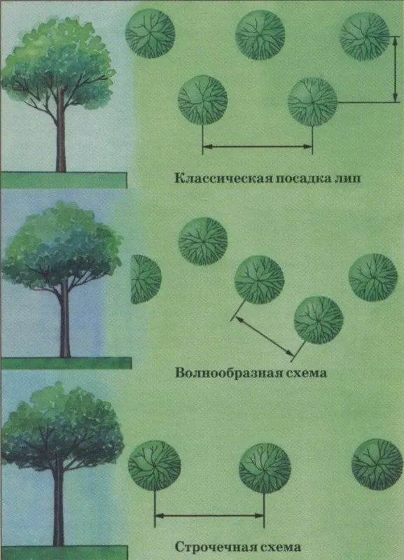 Схемы посадки лип для живой изгороди