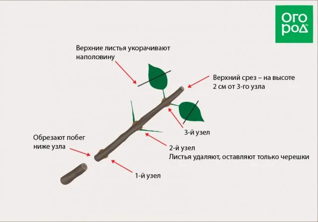 Как черенковать гортензию метельчатую 5