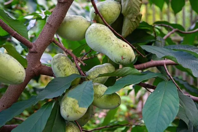 Азимина трёхлопастная (Asimina triloba). Общий вид растения