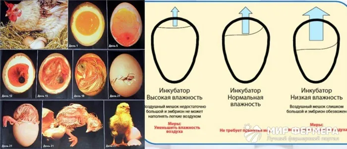 Нарушение режима инкубации