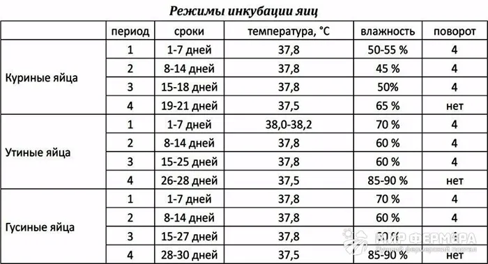 Инкубация яиц в домашних условиях режим