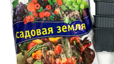 Какой торф нужен для голубики 6