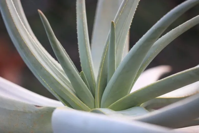 Алоэ дихотомическое (Aloe dichotoma)