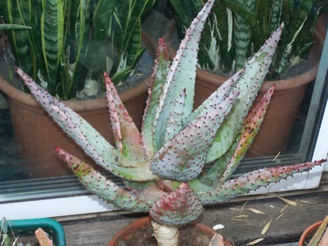 Алоэ дикий, устрашающий или страшный (Aloe ferox)