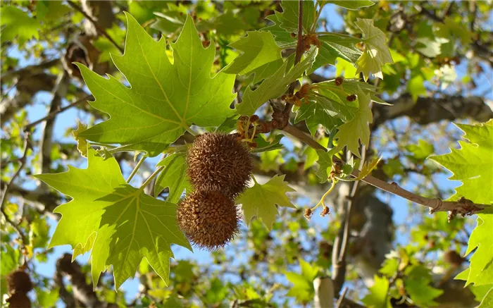 Платан, Чинар (Platanus)