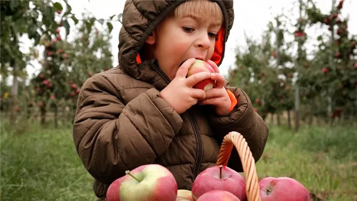 Мальчик в куртке с капюшоном ест яблоки.