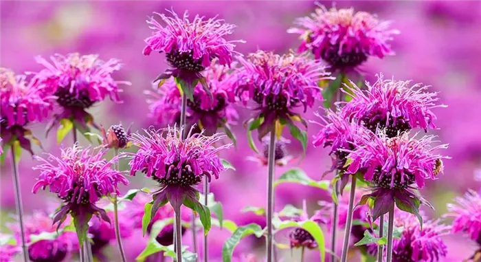 Monarda_Cranberry_Lace_2.jpg