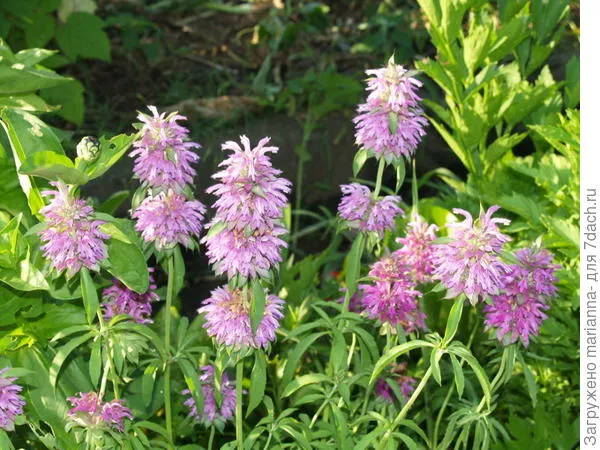 Монарда лимонная (Monarda citriodora Cerv. ex Lag.). Фото с сайта 2.bp.blogspot.com