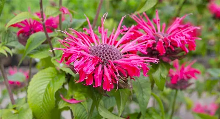 Monarda fistulosa var. menthifolia