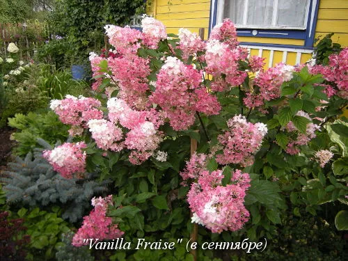 Vanilla_Fraise