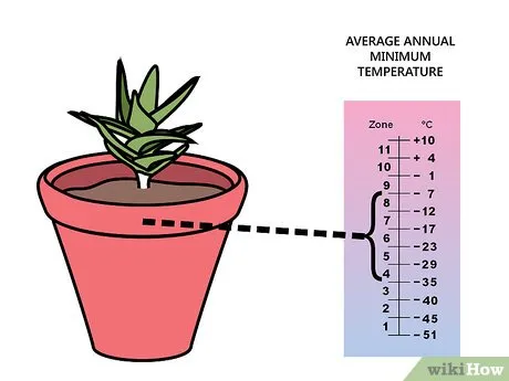 Step 1 Покупайте суккуленты видов, подходящих вашей климатической зоне.