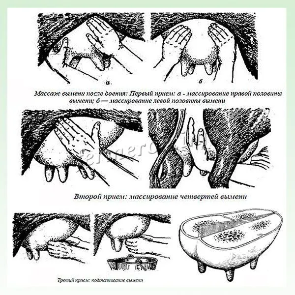Когда корова начинает давать молоко 3