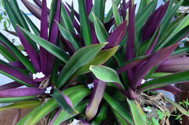 Традесканция разноцветная, или традескaнция покрывaльчатая (Tradescantia spathacea)