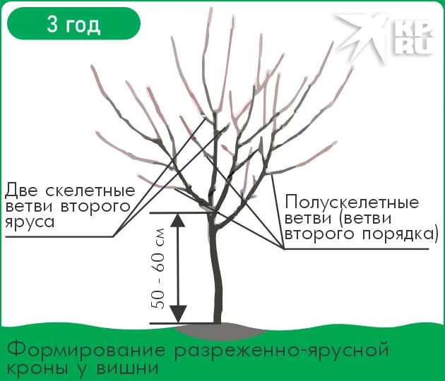 Как правильно обрезать вишню 5