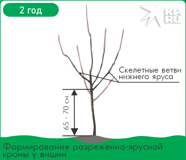 Как правильно обрезать вишню 4