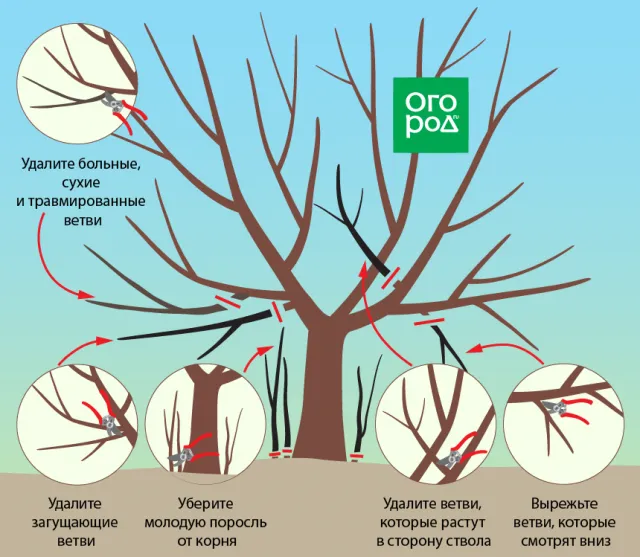 Осенняя обрезка черешни и вишни