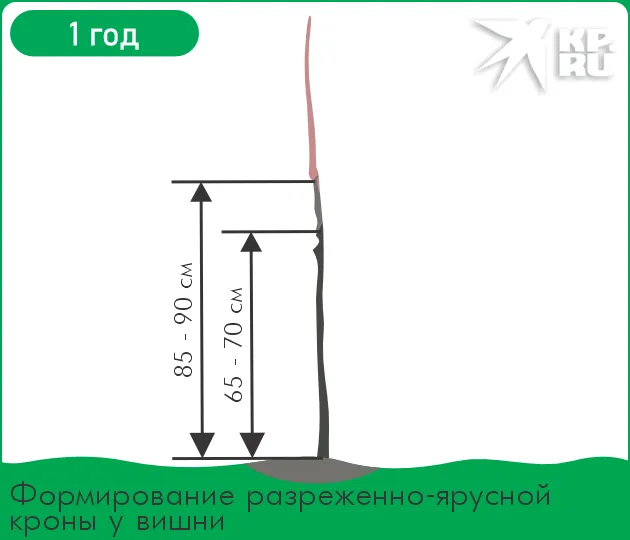 Как правильно обрезать вишню 3