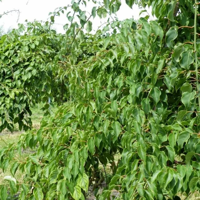 Актинидия аргута (Actinidia arguta)