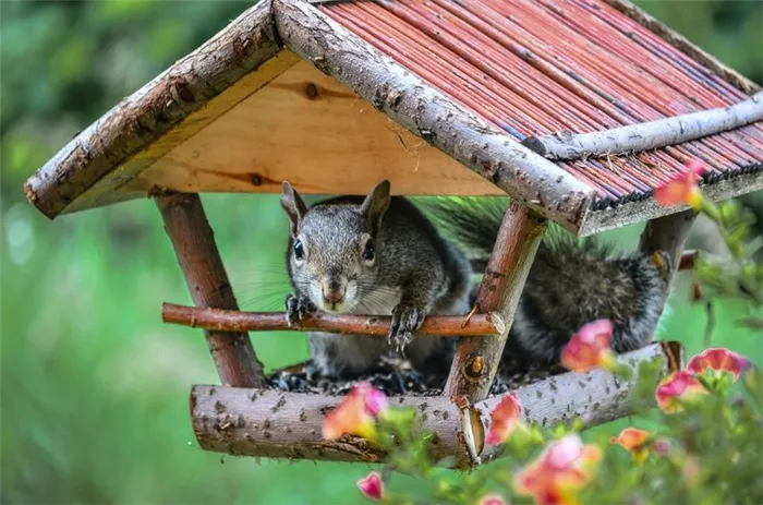 кормушка для белок