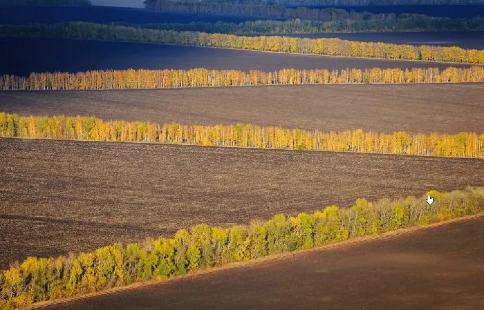 Лесозащитные полосы