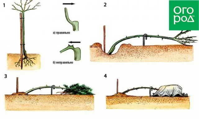 Этапы укрытия штамбовых роз на зиму
