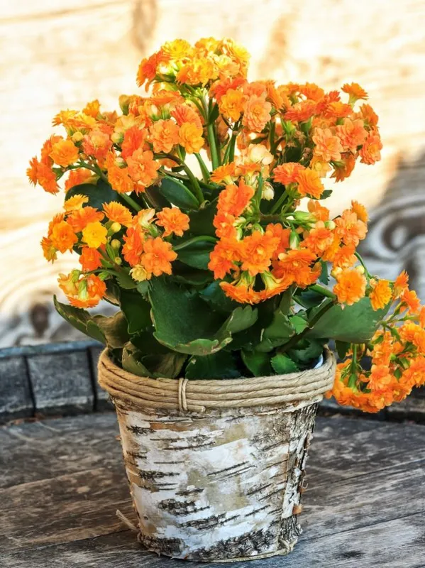 Каланхоэ Блоссфельда (Kalanchoe blossfeldiana)