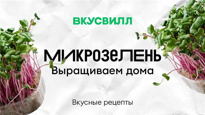 петрушка листовая утренняя свежесть