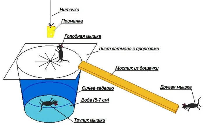 За одну ночь можно поймать несколько грызунов