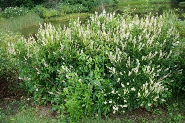 Клетра ольхолистна (Clethra alnifolia)