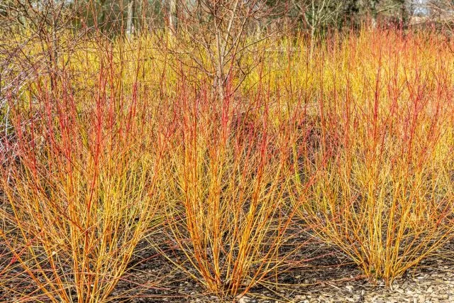 Дерен (Cornus)