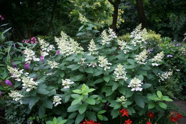 Гортензия метельчатая (Hydrangea paniculata)