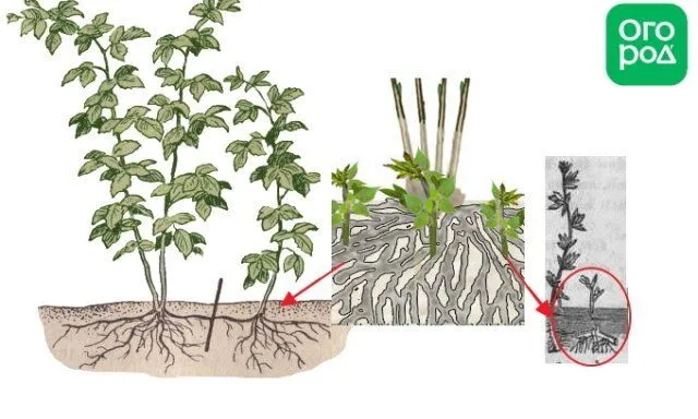 Корневые отпрыски малины