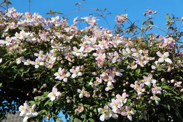 Клематис горный (Clematis montana) 'Pink Perfection'